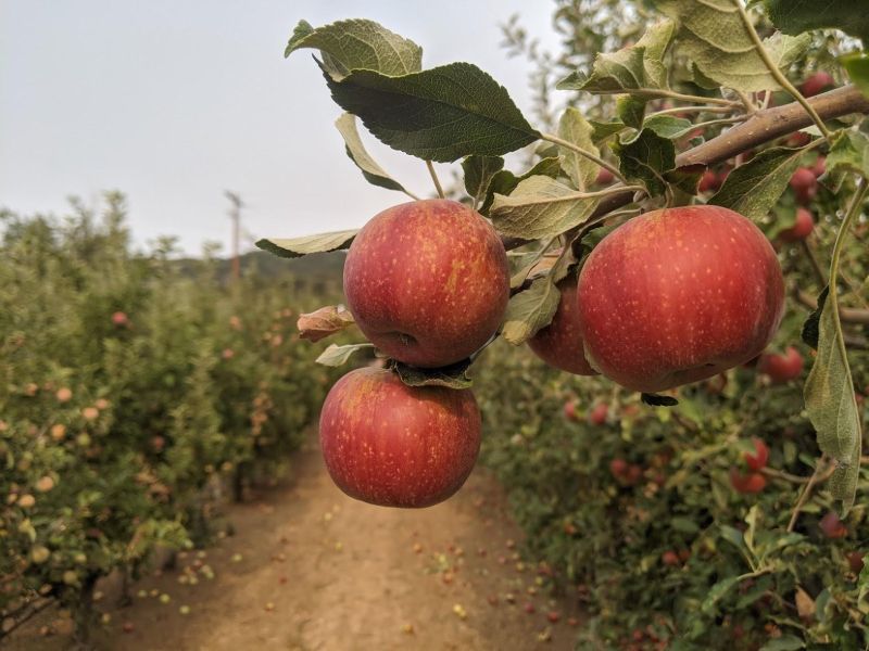 apples in orchard in california volcan mountain san diego