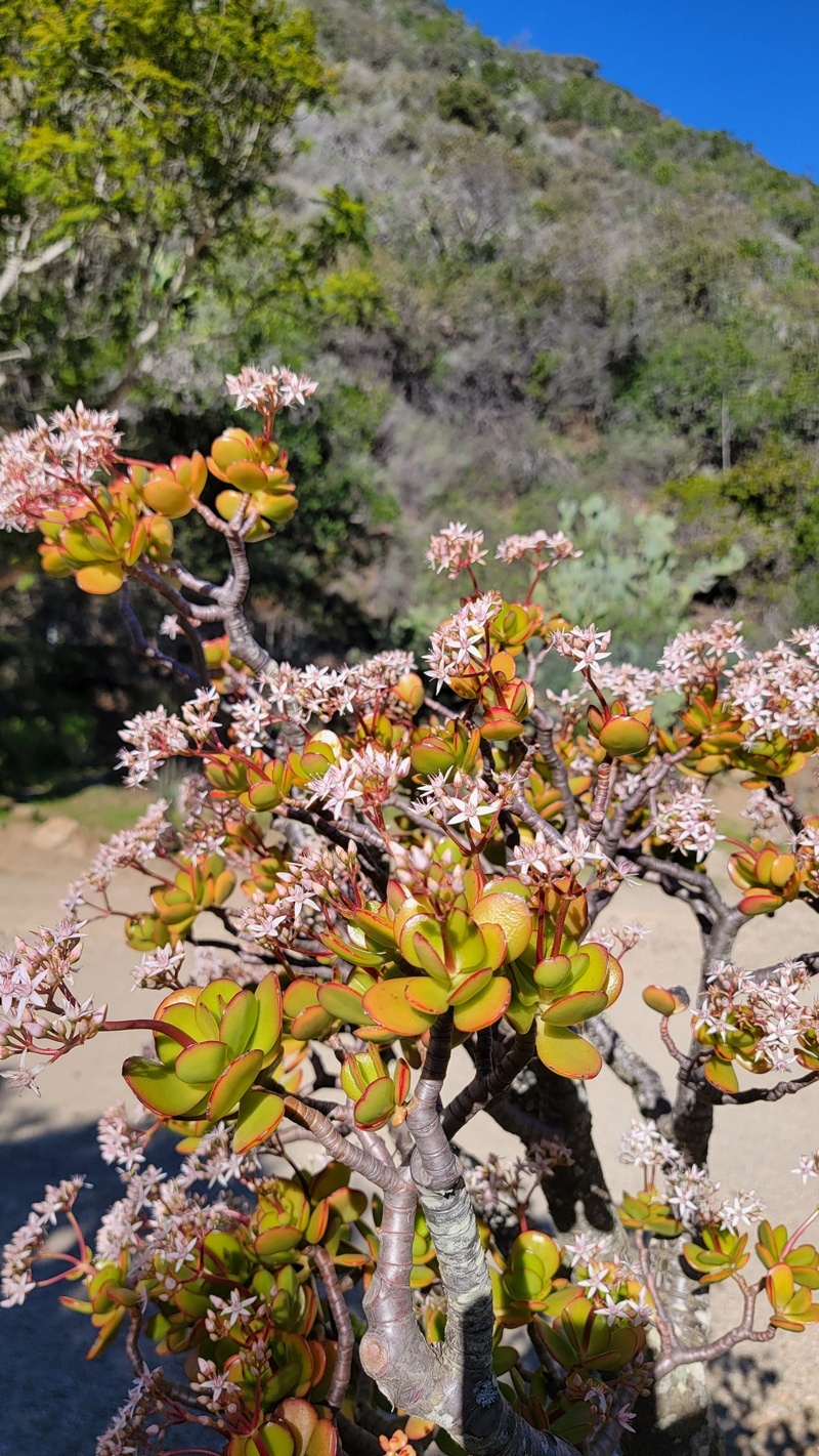 wrigley memorial botanical gardens catalina island california